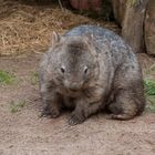 Wombat