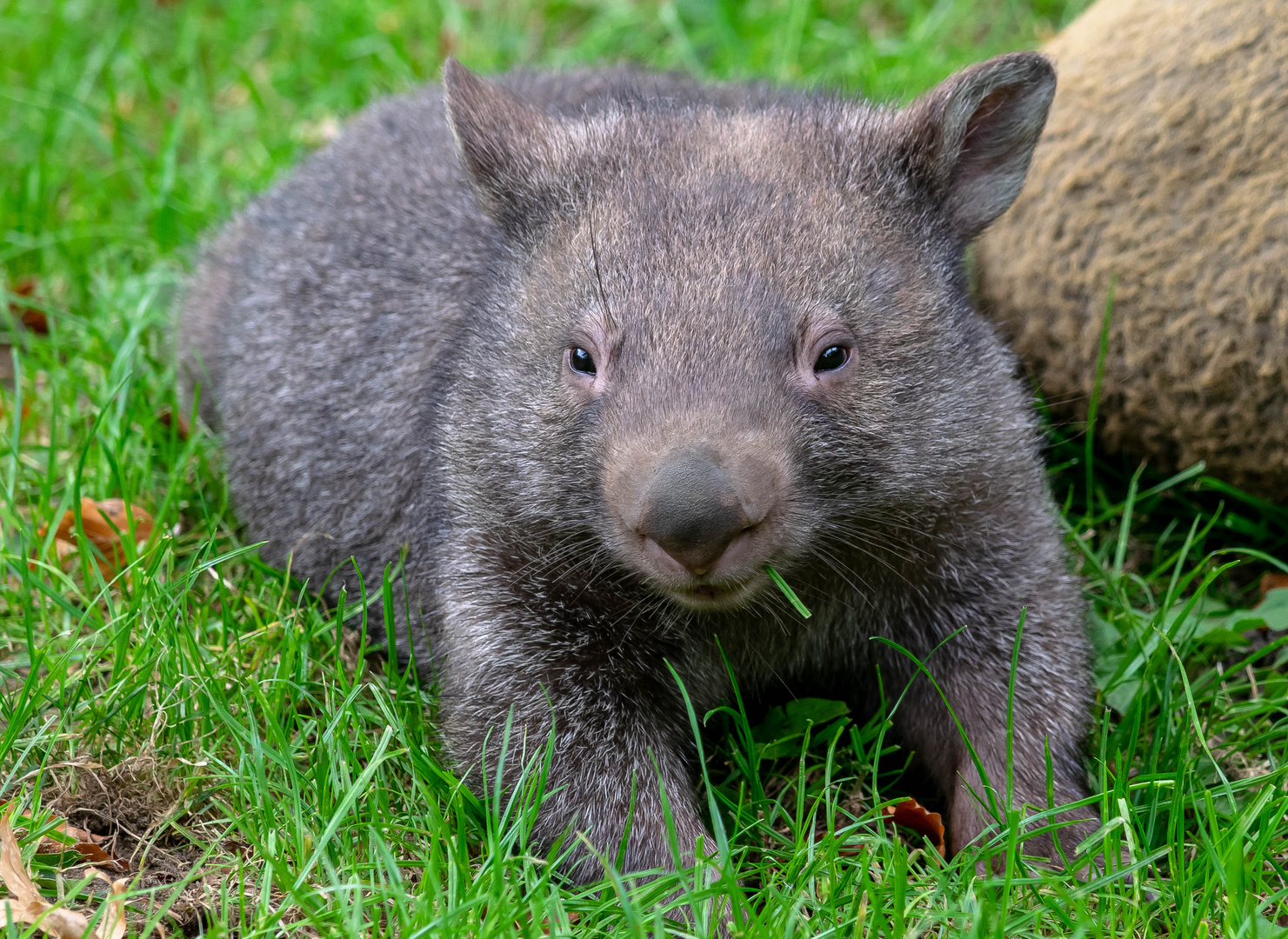 Wombat 