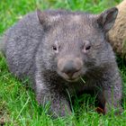 Wombat 