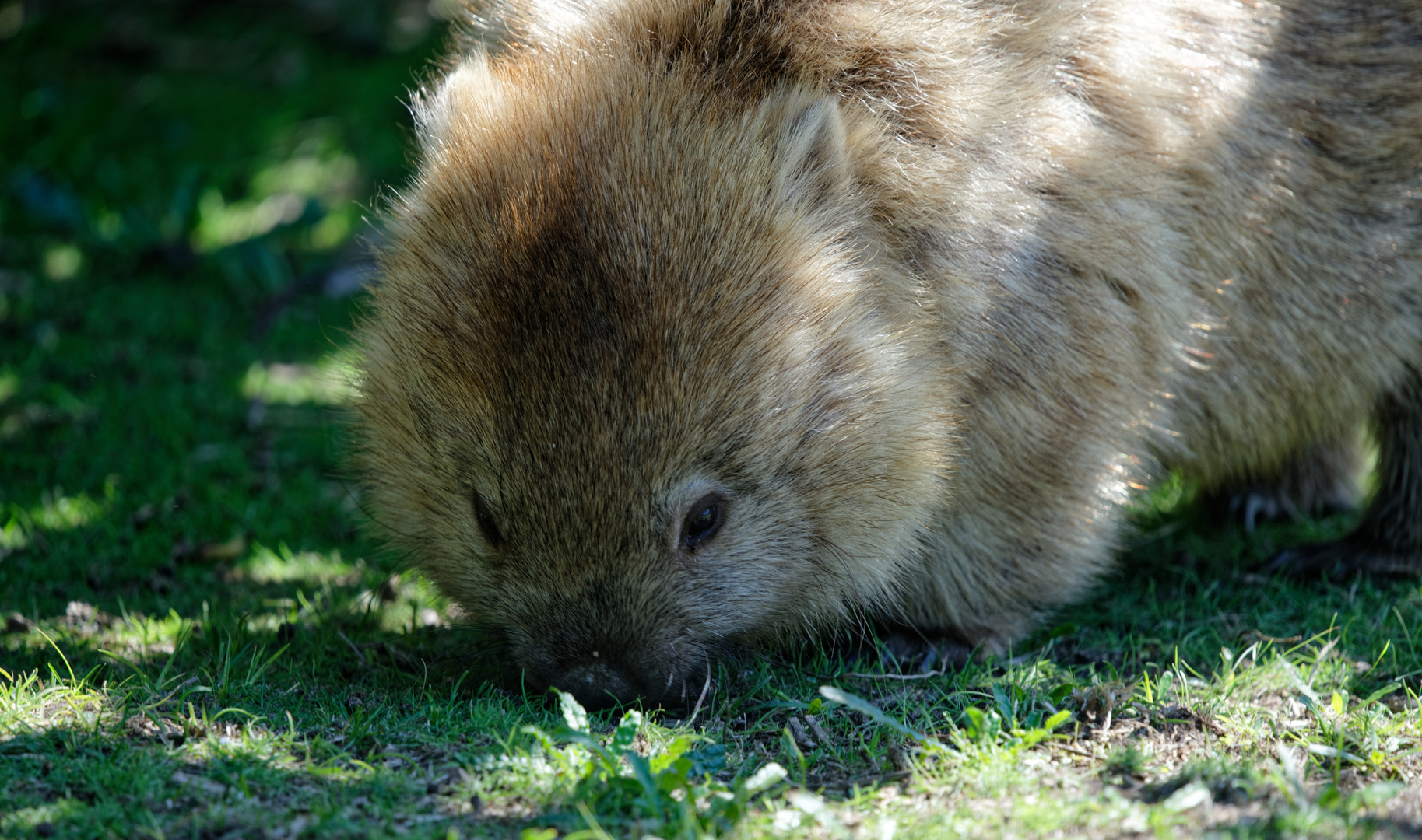 Wombat bei der Mahlzeit