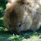 Wombat bei der Mahlzeit