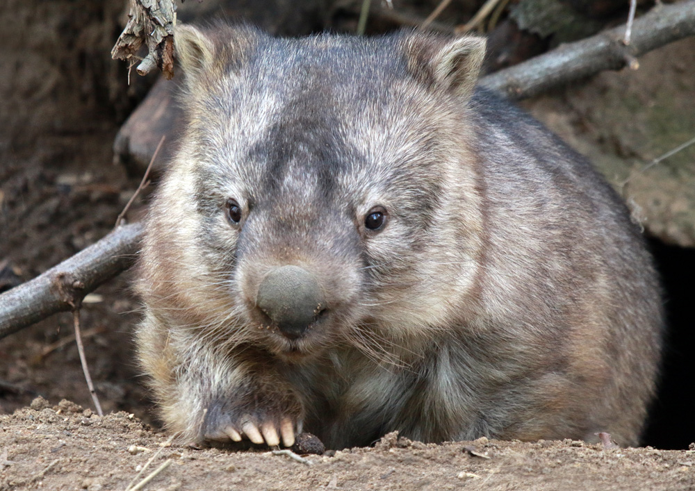 Wombat