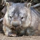 Wombat