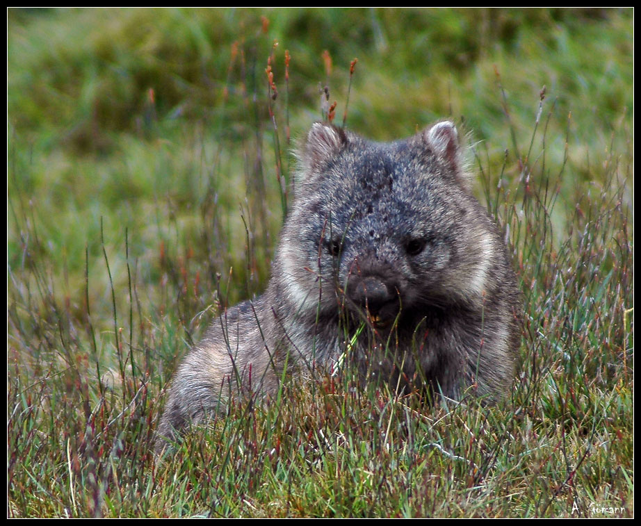 Wombat