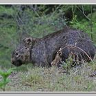 Wombat