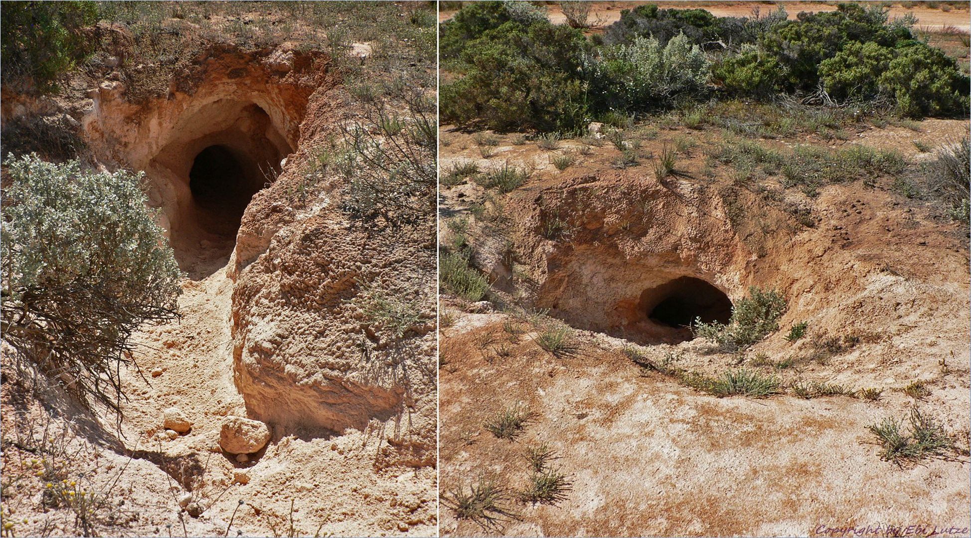 * Wombat Holes **