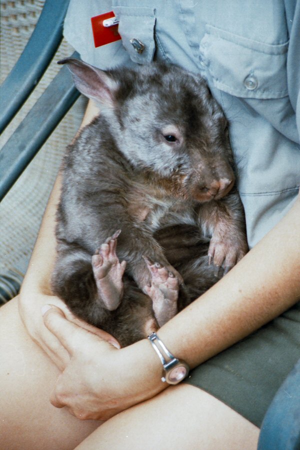 Wombat im Arm