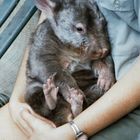 Wombat im Arm