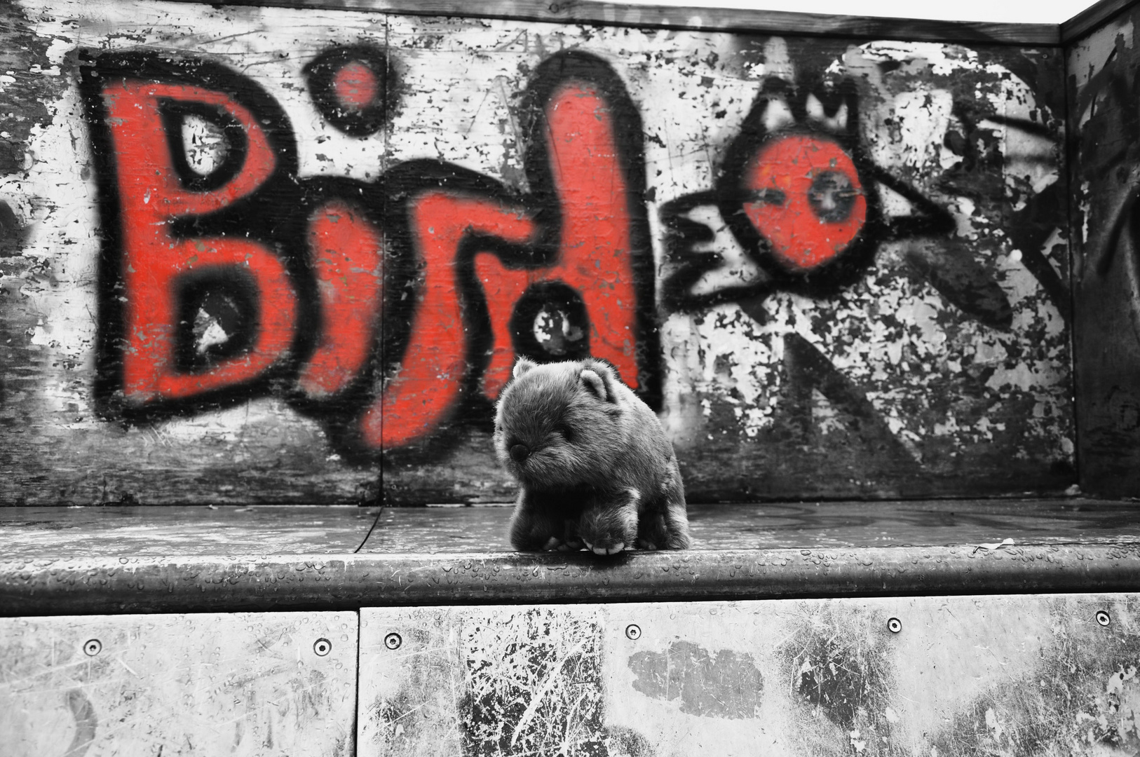 Wombat meets Grafitti 4