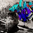 Wombat meets Grafitti