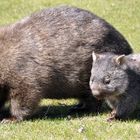 Wombat mit Jungtier