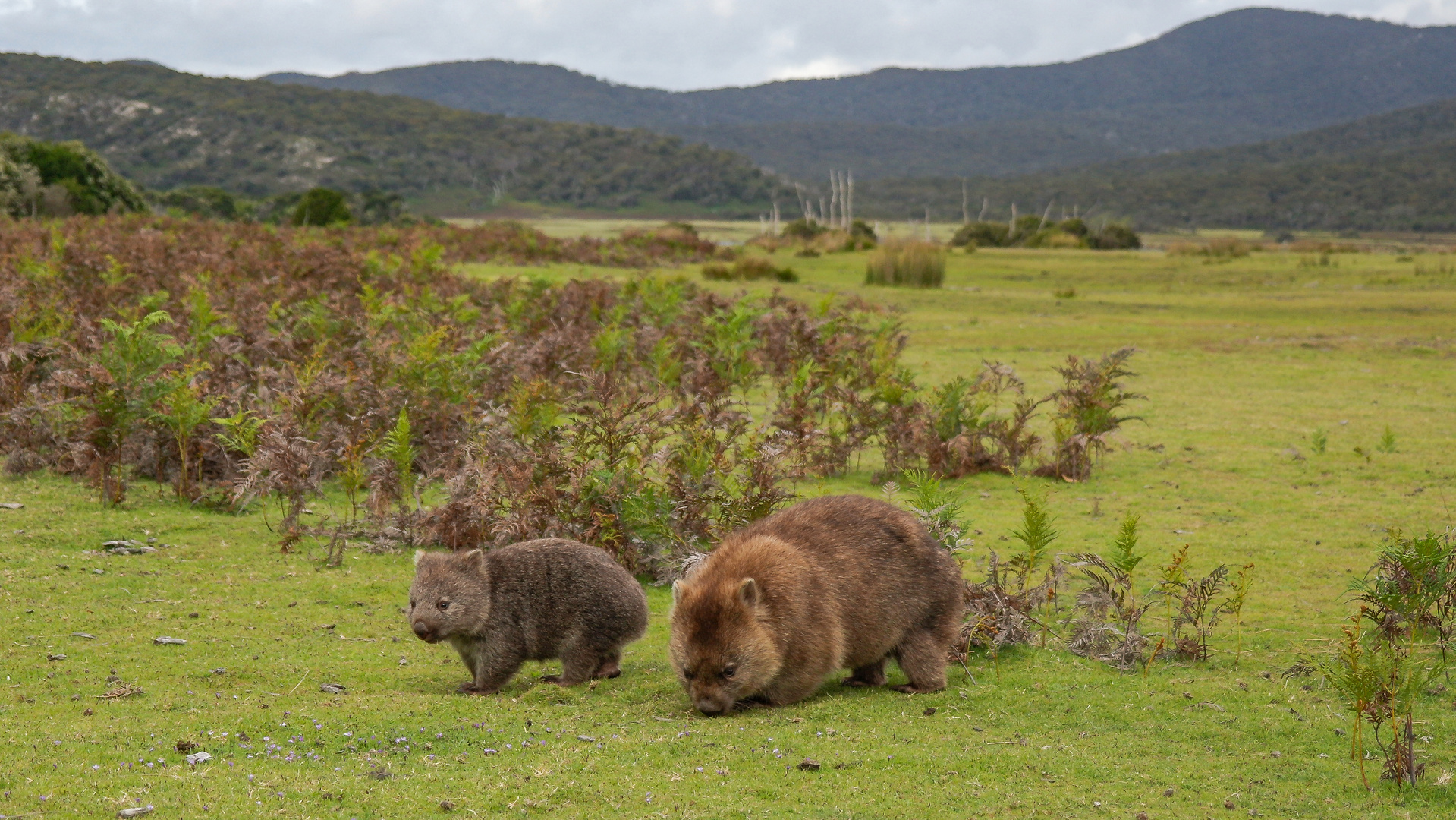 Wombat mit Jungtier