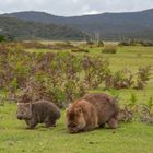 Wombat mit Jungtier