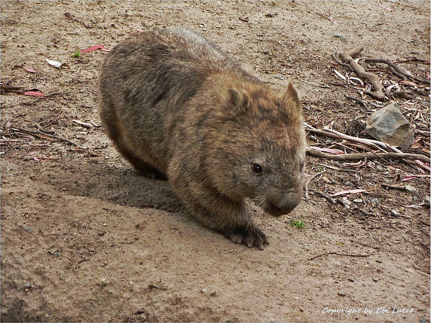 * Wombat / the tunnel builder *