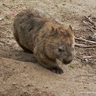 * Wombat / the tunnel builder *