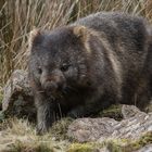 Wombat (Vombatus ursinus) 