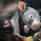 Wombatbaby