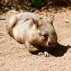 Wombats