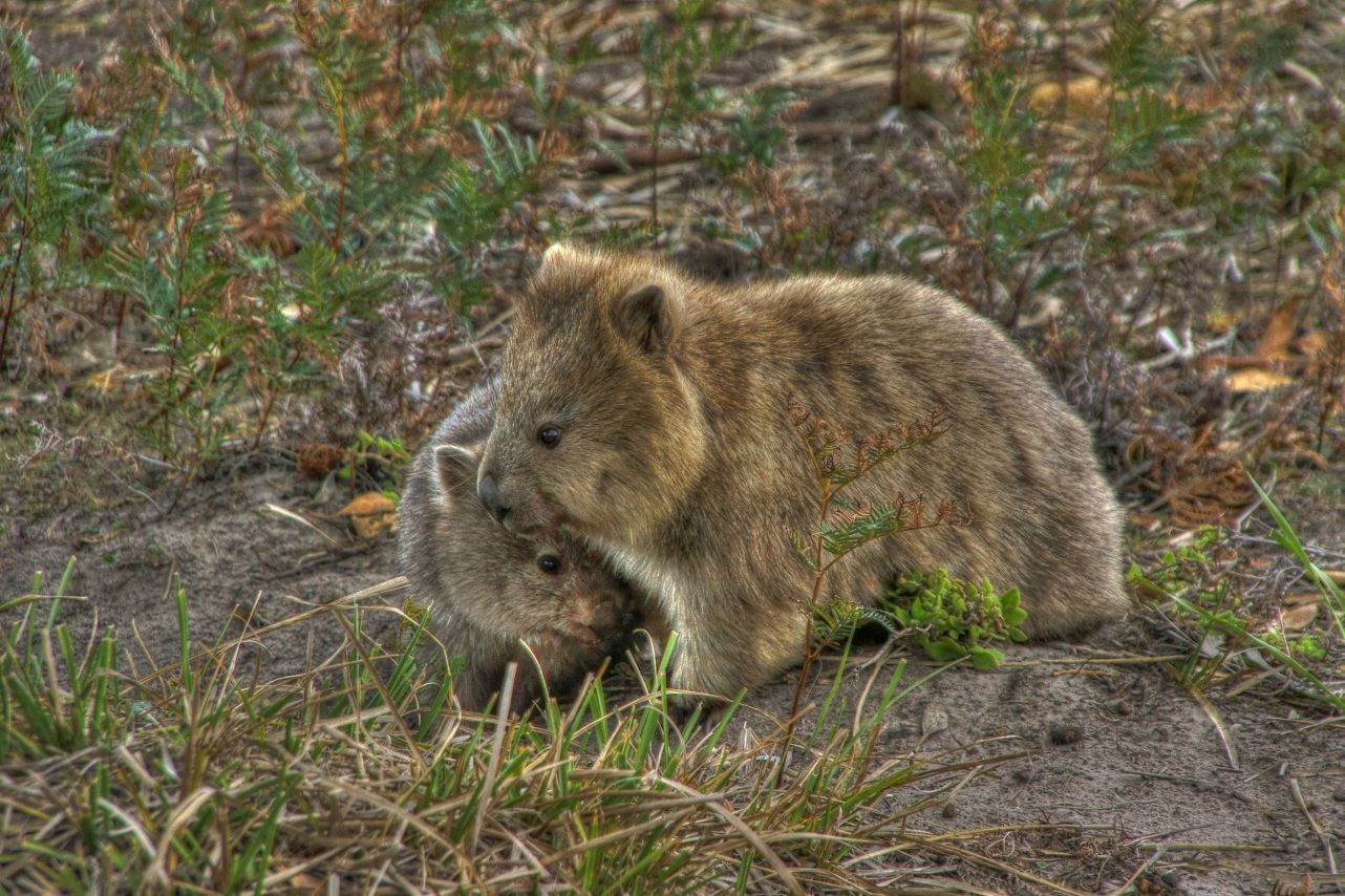 Wombats