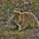 Wombats