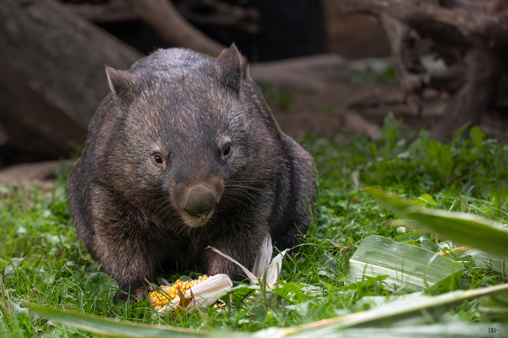 Wombat`s Mahlzeit