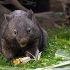 Wombat`s Mahlzeit