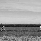 women in the fields