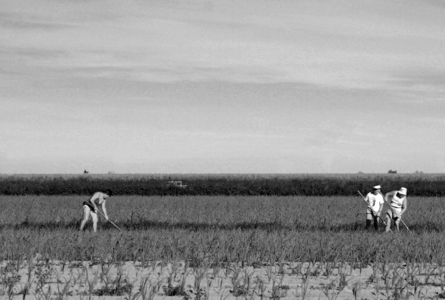 women in the fields