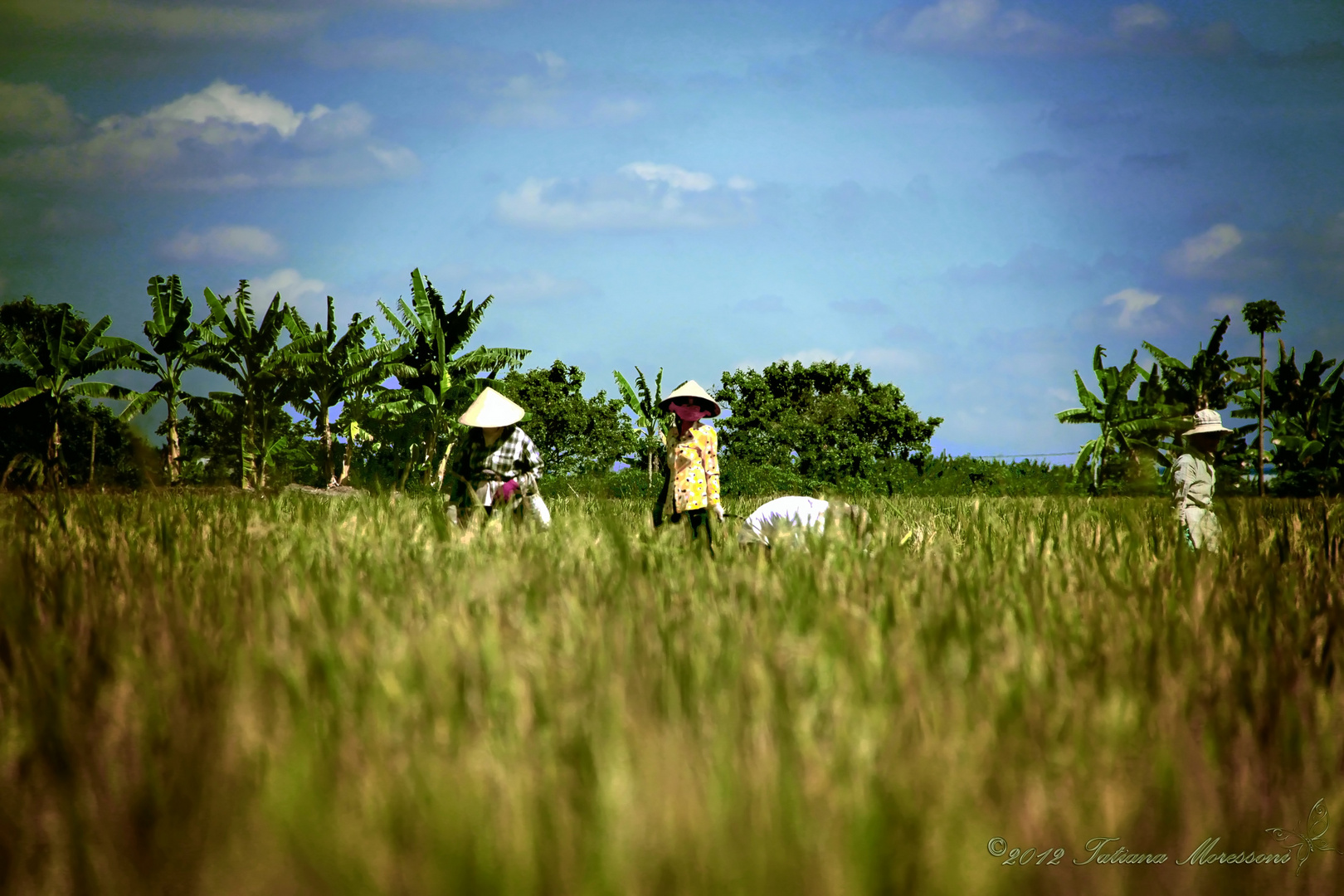 "Women of the Mekong Delta" My Tho, Mekong Delta, Vietnam