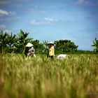 "Women of the Mekong Delta" My Tho, Mekong Delta, Vietnam