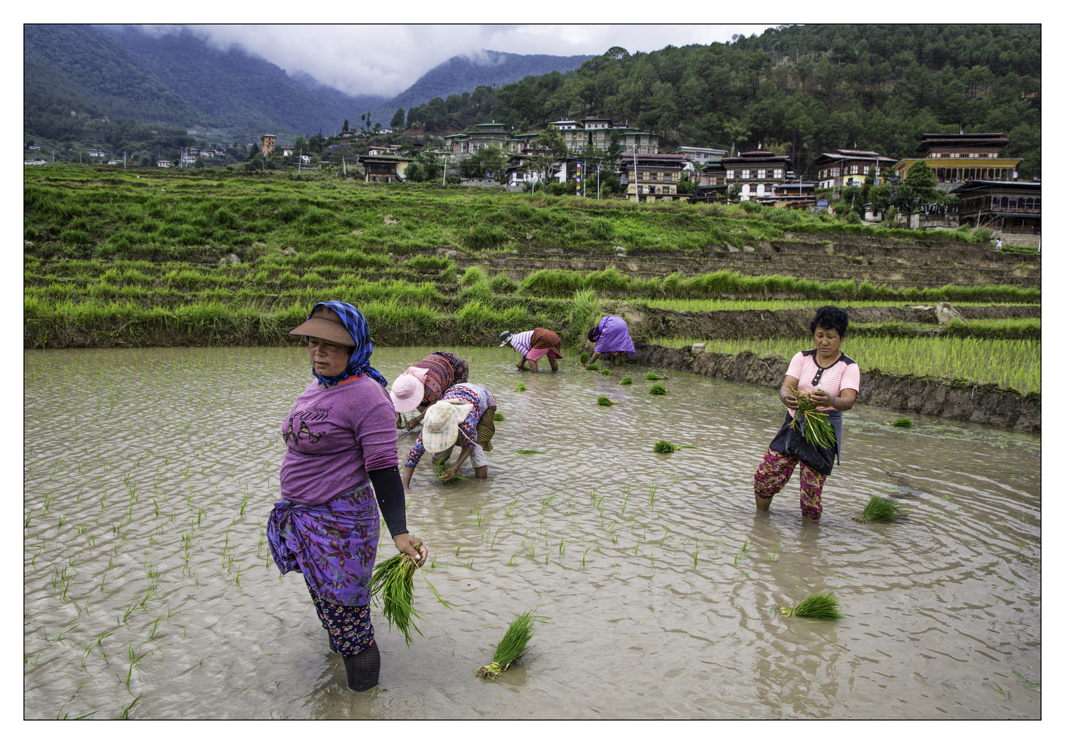 Women planting Rice 