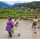 Women planting Rice 