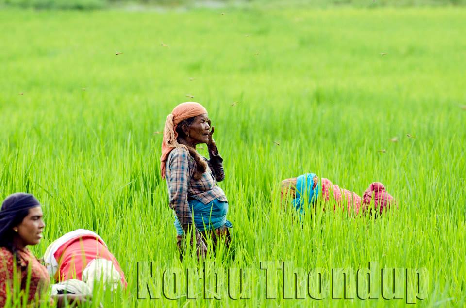 WOMEN WORKING IN RICE FELD NEPAL