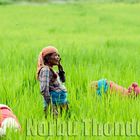 WOMEN WORKING IN RICE FELD NEPAL