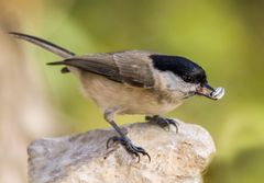 "Womöglich eine Sumpfmeise, denk ich mal"