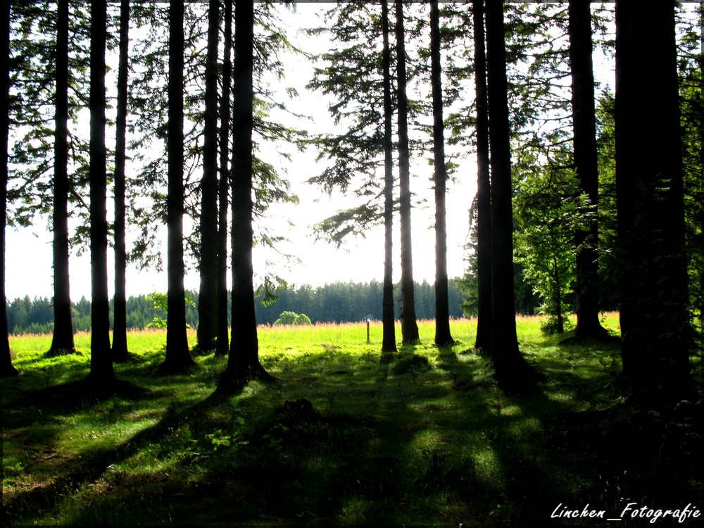 wonderful black.forest :]