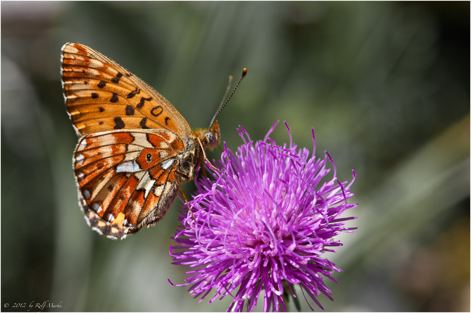 wonderful butterfly