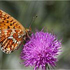 wonderful butterfly