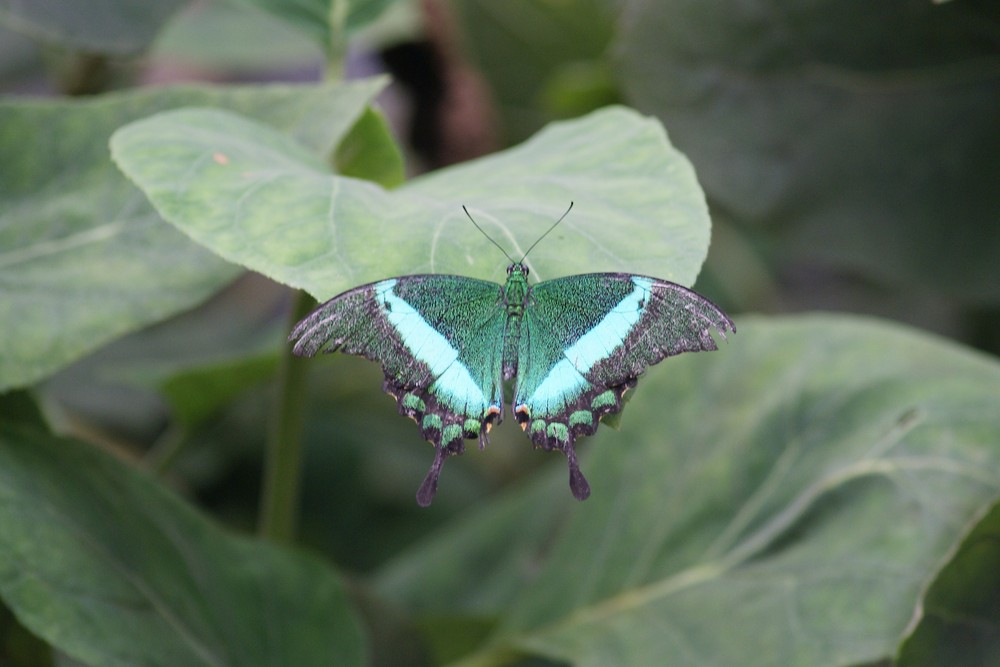 Wonderful Butterfly