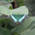 Wonderful Butterfly