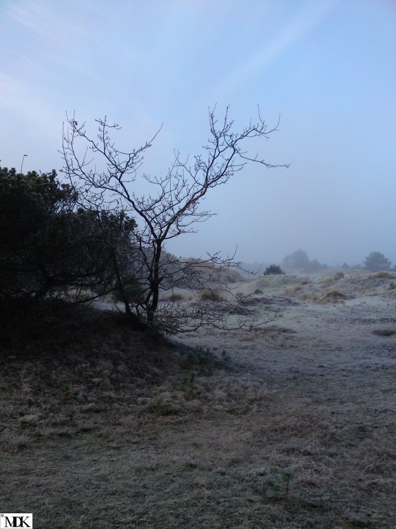 Wonderful Nature - Heide Fog