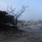 Wonderful Nature - Heide Fog