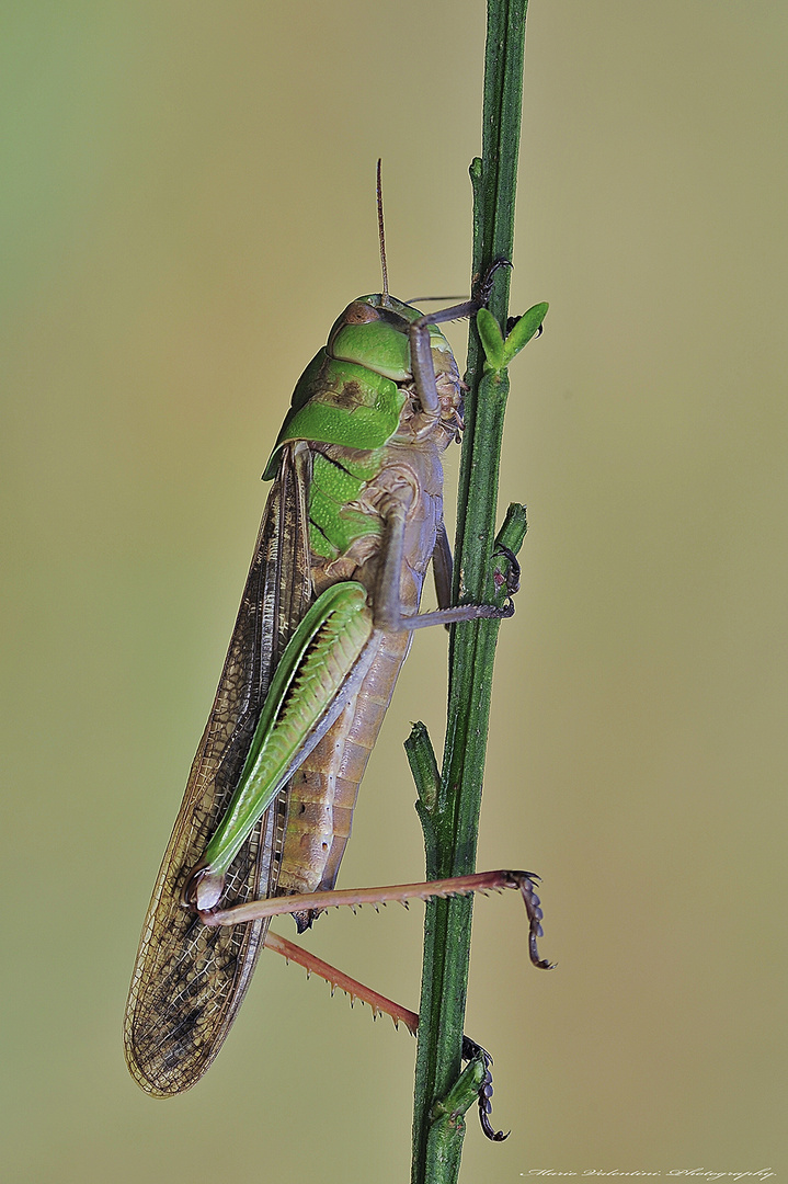 Wonderful World in macro.68.