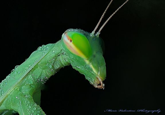 Wonderful World in macro.70.