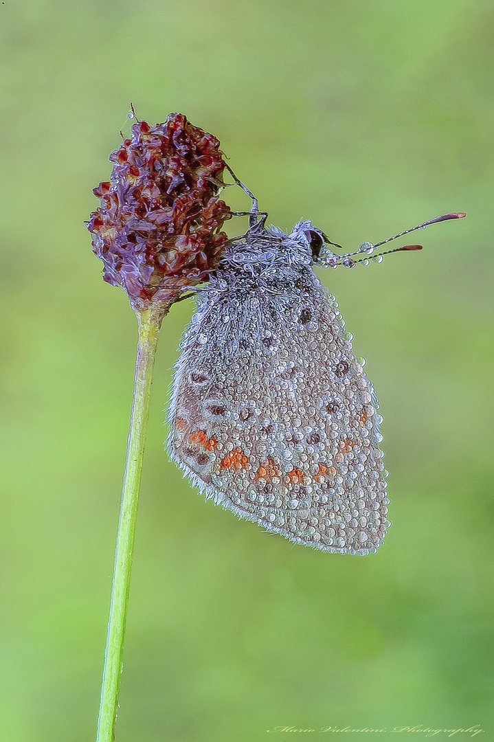 Wonderful World in macro.71.