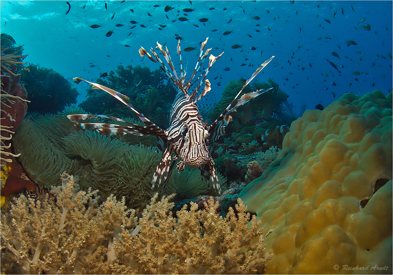 Wonderfully beautiful Raja Ampat (2)