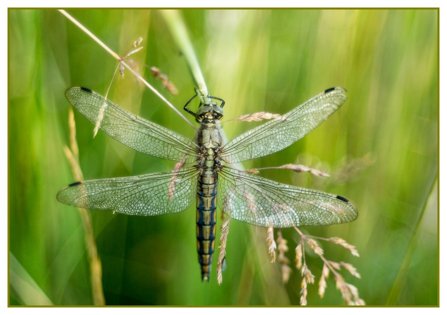 Wonderland-Libelle...