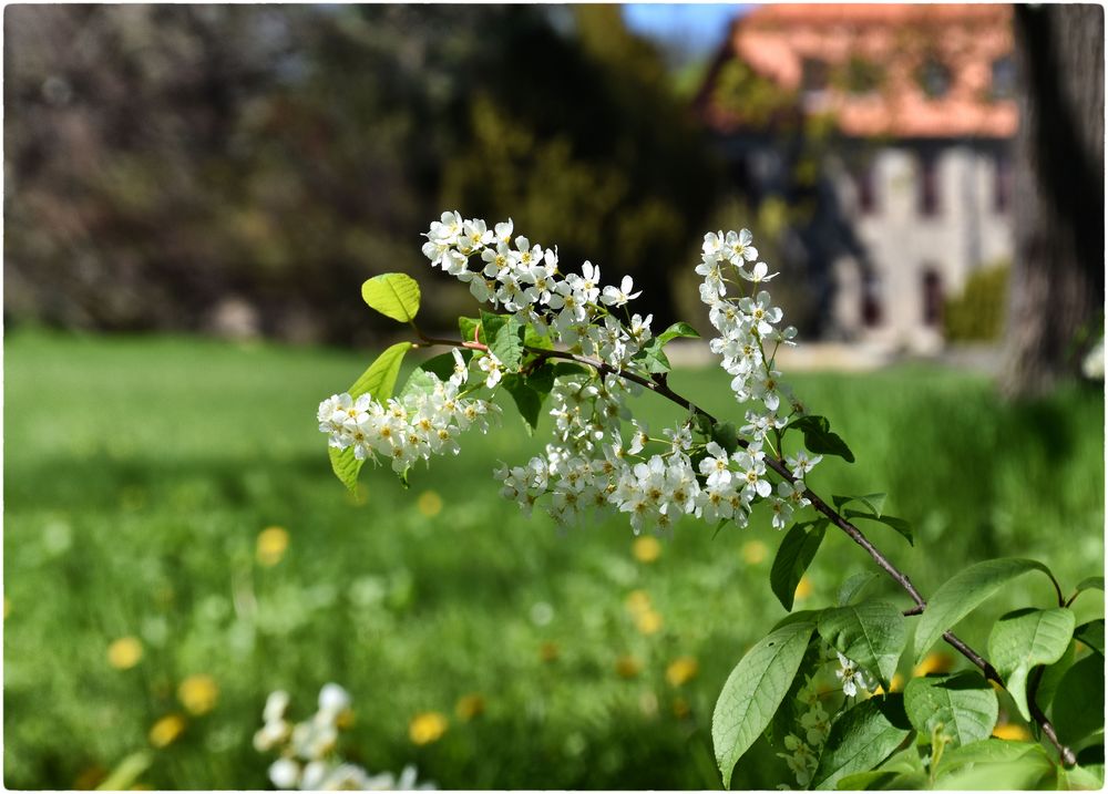 Wonnemonat Mai Foto & Bild frühling, natur, pflanzen Bilder auf