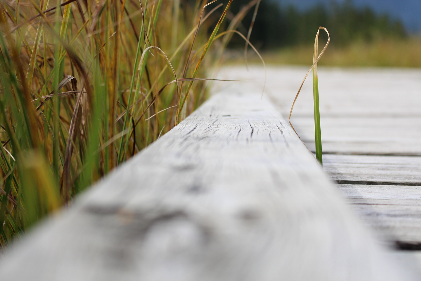 Wood and Plants