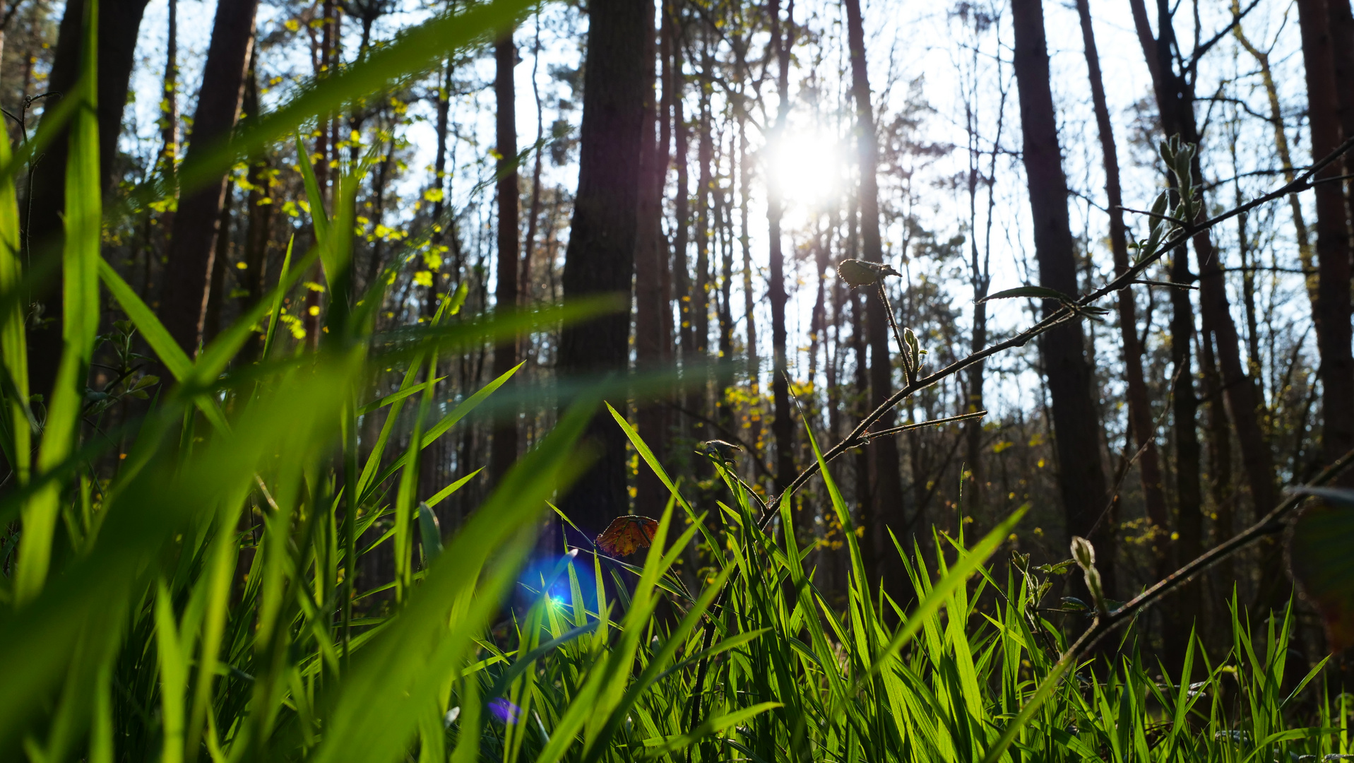 wood and sun